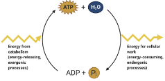 <p>Catabolic reactions fuel the phosphorylation of ADP to form ATP energy comes from cellular respiration or photosynthesis ATP is hydrolyzed and releases energy to do work in the cell</p>