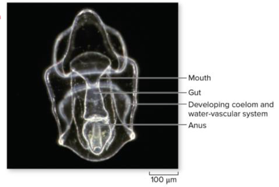 <p>What defines the oral surface of the phylum Echinodermata</p>