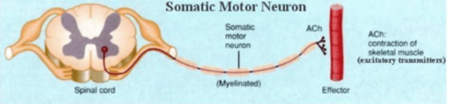 <p>- Responsible for carrying motor and sensory information to and from the central nervous system</p><p>- Made up of nerves that connect to the skin, sensory organs, and all skeletal muscles</p>