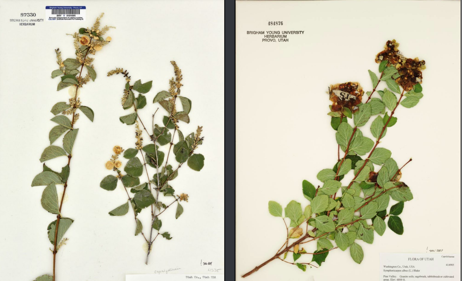 <p>Hairy veins, oval leaf, opposite branching and leaves. Longer petioles. Few flowers, terminal. Fruit is white/cream colored</p>