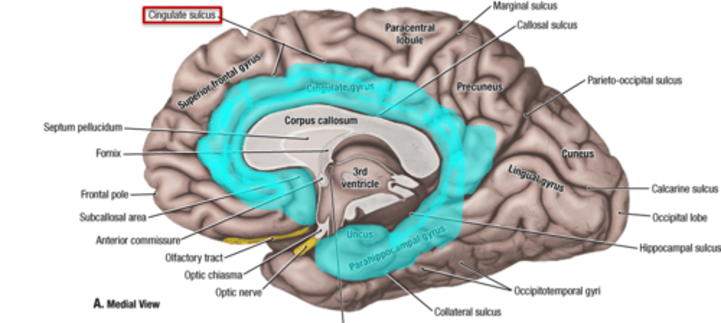 <p>limbic lobe</p>
