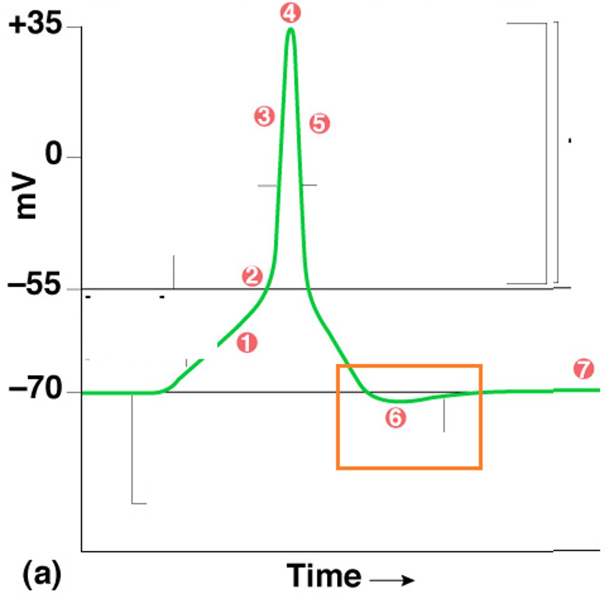<p>the membrane goes past its resting potential and is more negative before eventually depolarizing to get back to its original state</p>