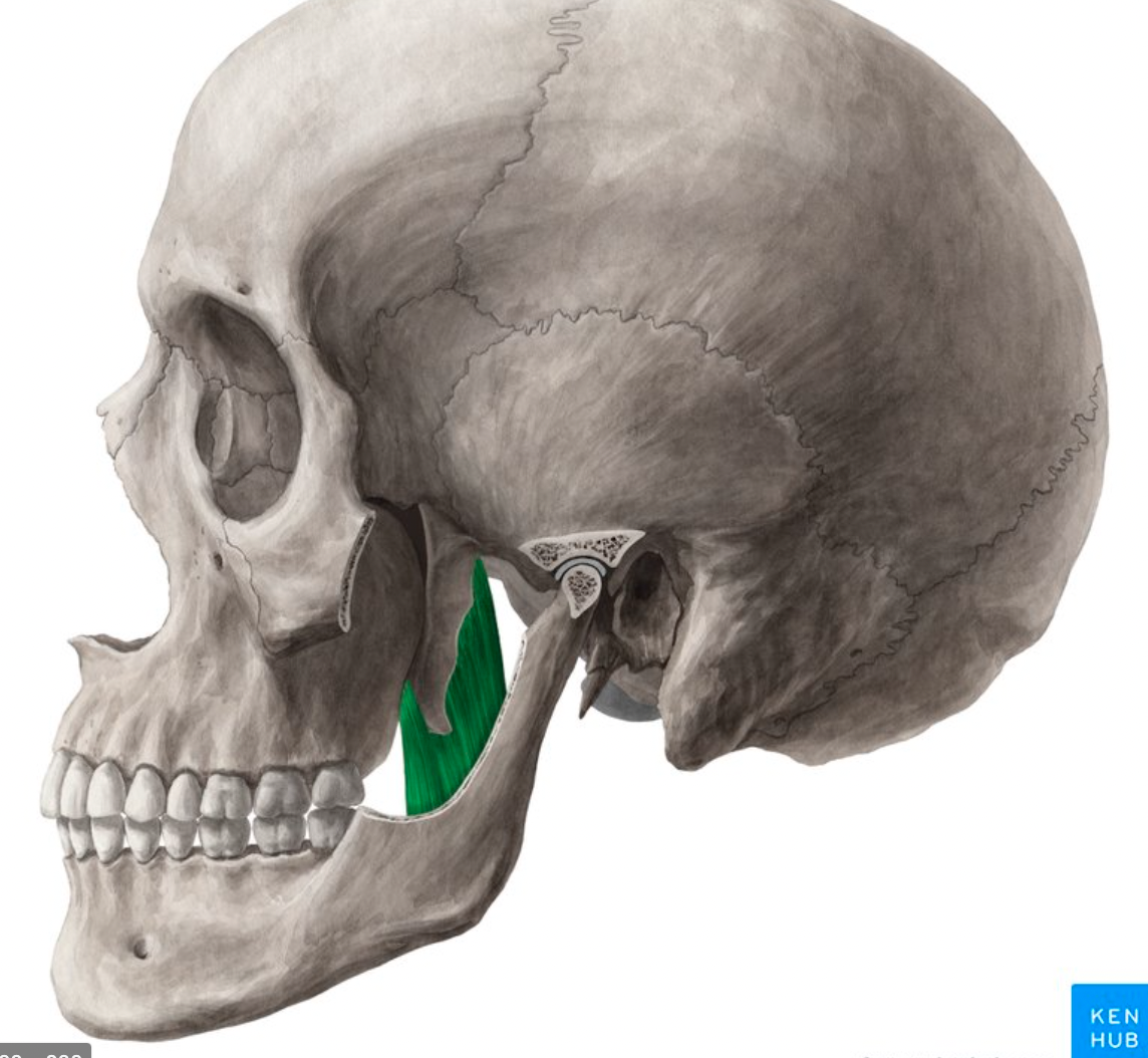 <p>origin : sphenoid wing, maxillary insertion : medial surface mandible</p>