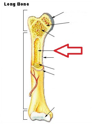 <p>full of yellow marrow, cavity in the shaft of a long bone, stores adipose tissue</p>