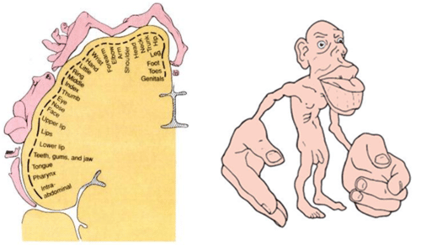 <p>Topographical representation of sensory and motor areas in the cerebral cortex. Used to localize lesions (in blood supply) leading to specific deficits.</p>