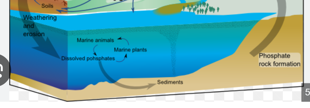 <p>Aquatic Systems, <span>phosphorus settles  </span></p><p><strong><span>→ forms Sediment </span></strong></p><p><strong><span>→ new Phosphate Rock</span></strong></p>