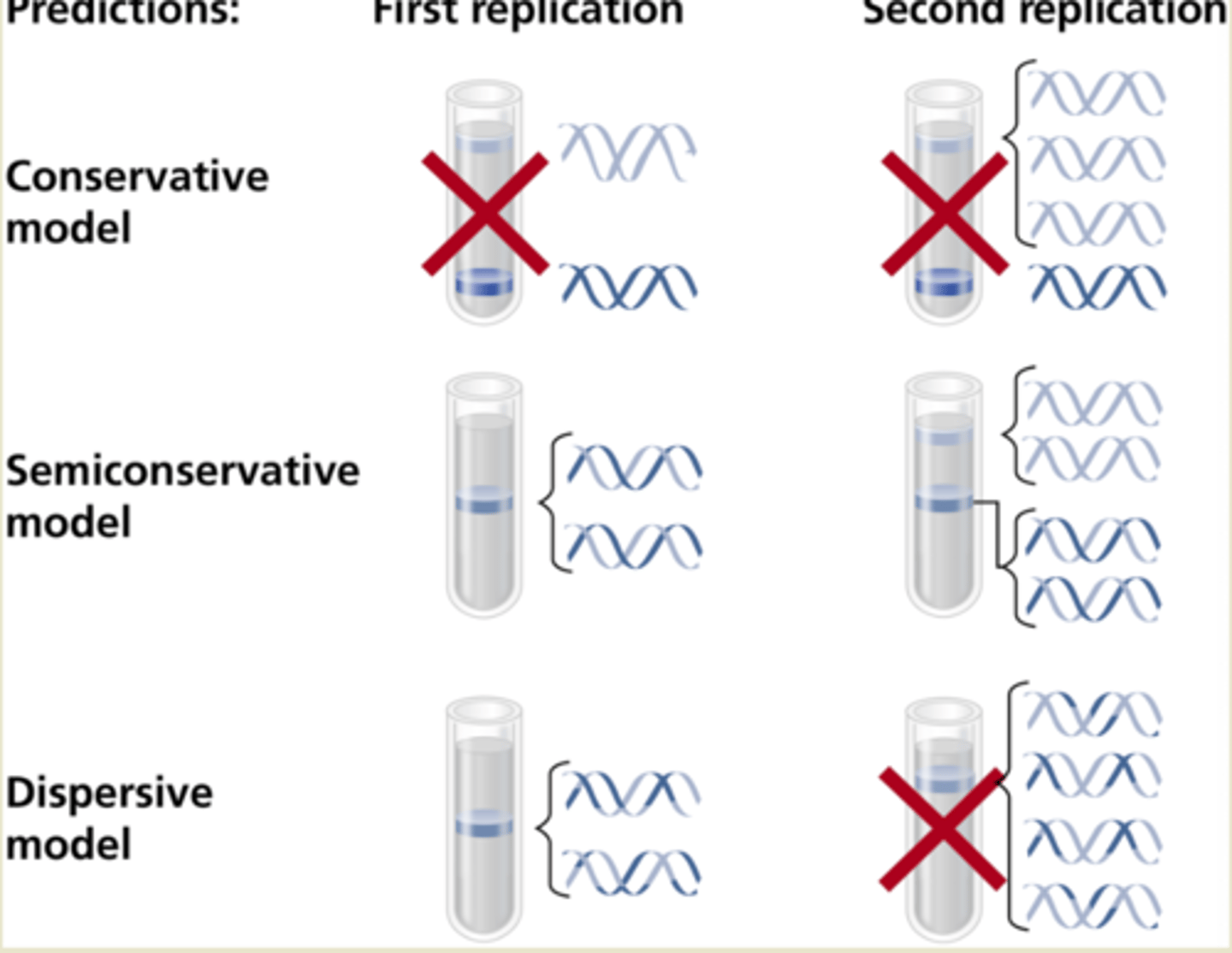 <p>That DNA replication was a semi-conservative process as they found that 1 strand of 15N DNA was maintained even when it replicated in a 14N medium.</p>