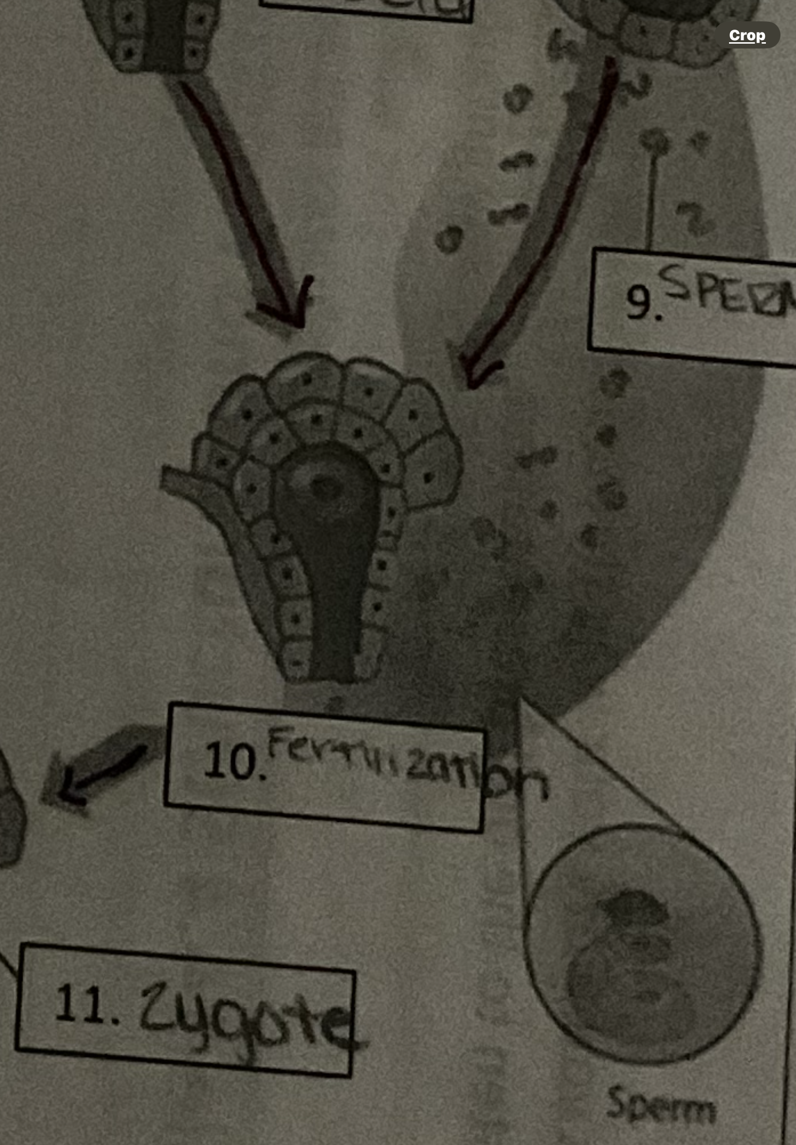 <p>Fertilization in ferns</p>