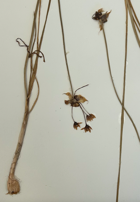 <p>Asparagales</p><p>Amaryllidaceae</p><p>Allioideae</p>