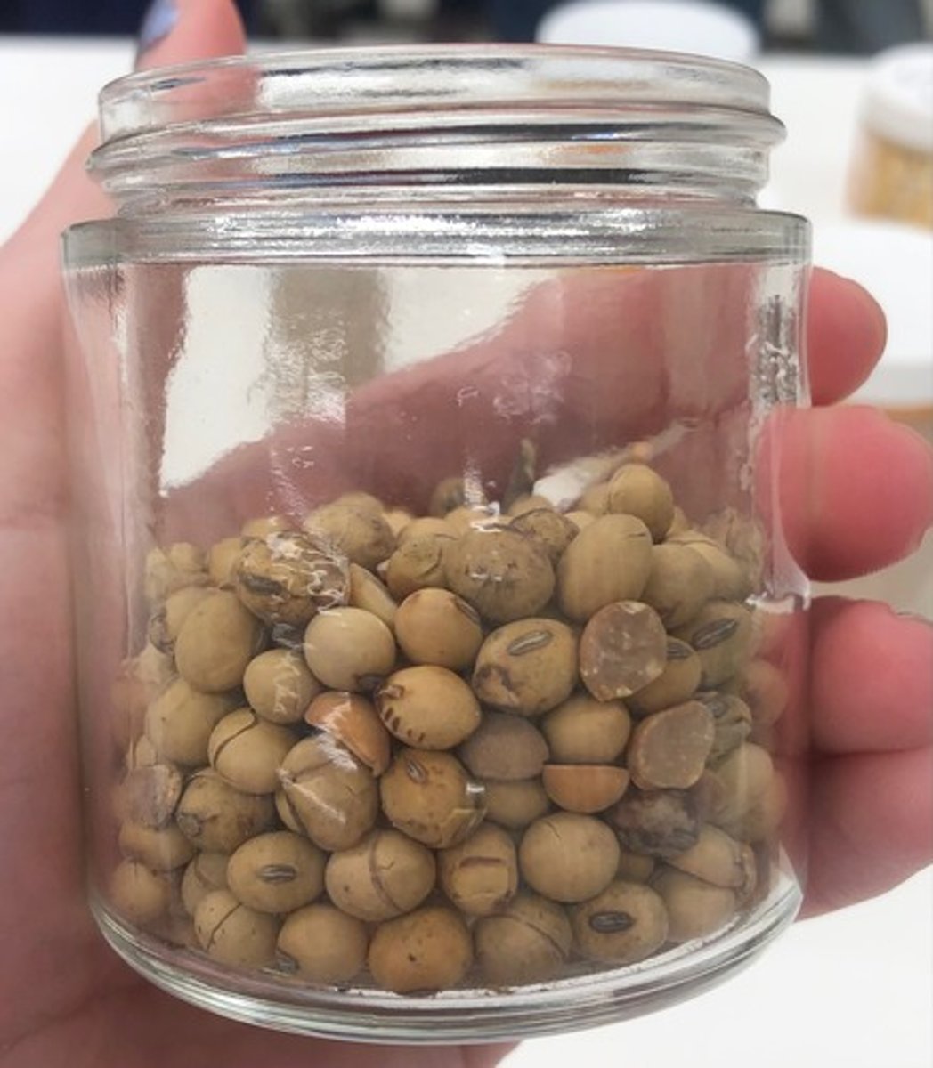 <p>- IFN #/Category (5) protein source</p><p>- AAFCO Category - plant protein product</p><p>- Feed Type - general</p>