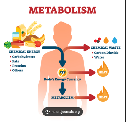 <p>Metabolism</p>