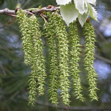 <p>Populus tremuloides. deltoid (triangle) leaf, cotton-like fruit</p>