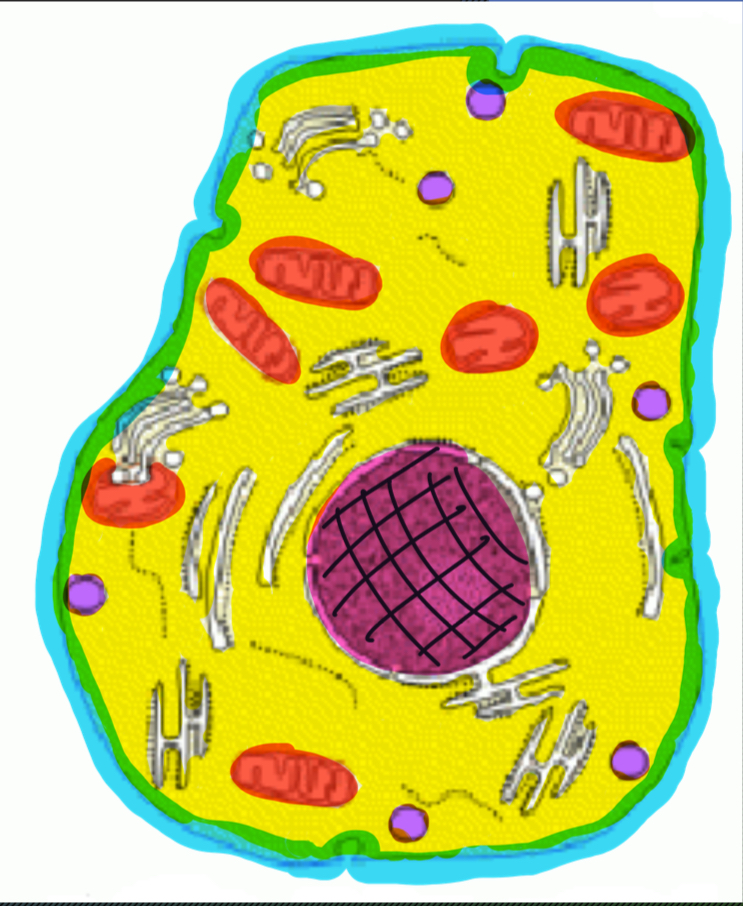 <p>• Membrane cellulaire</p><p>Gère les entres et les sorties de la cellules</p><p>• Cytoplasme</p><p>Permet le transport dans la cellule</p><p>• Membrane nucléaire</p><p>Protège le noyau</p><p>• Noyau</p><p>Centre de contrôle de la cellule</p><p>• Mitochondrie</p><p>Permet la respiration de la cellule</p><p>• Vacuole<strong><em>s</em></strong></p><p>Réserves d’eau et d’autres éléments</p>