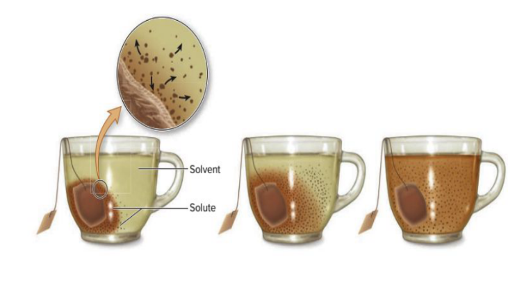 <p>Diffusion is the spontaneous movement of a substance from a region where it is more concentrated to a region where it is less concentrated.</p><p>Substances may enter or leave cells by simple diffusion only if they can pass freely through the membrane</p>