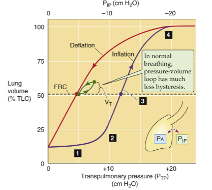 <p>FRC:</p><ul><li><p>We breath from here b/c this makes <span><span>expiration at rest is passive</span></span></p><ul><li><p><span><span>Due to elastic recoil</span></span></p></li><li><p><span><span>Minimizes the work of breathing</span></span></p></li></ul></li></ul><p></p>