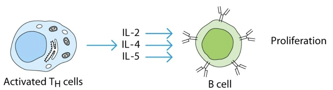 <p>2 or more cytokines mediate similar biological function</p>