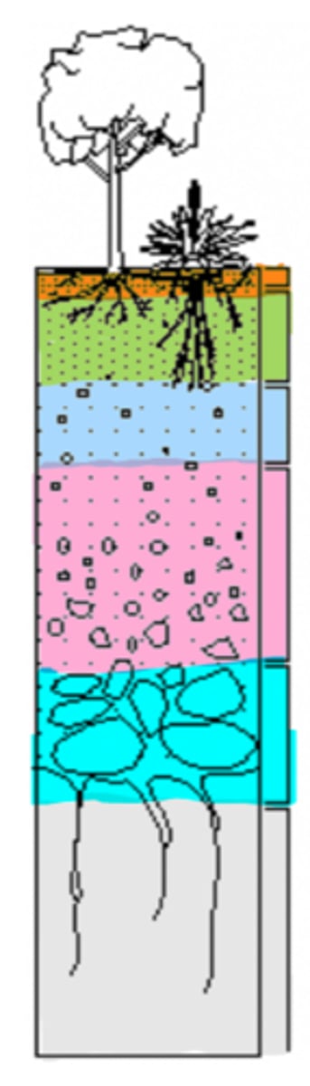 <p>label the soil layers (letters)</p>