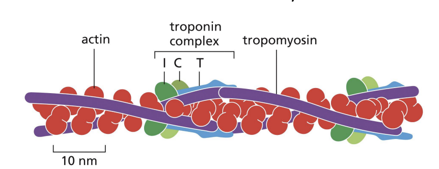 <p>binding protein is attached to tropomyosin.</p><p></p><p>Ca2+ binding to troponin changes tropomyosin conformation = moves away from actin (myosin heads can make contact with actin)</p>