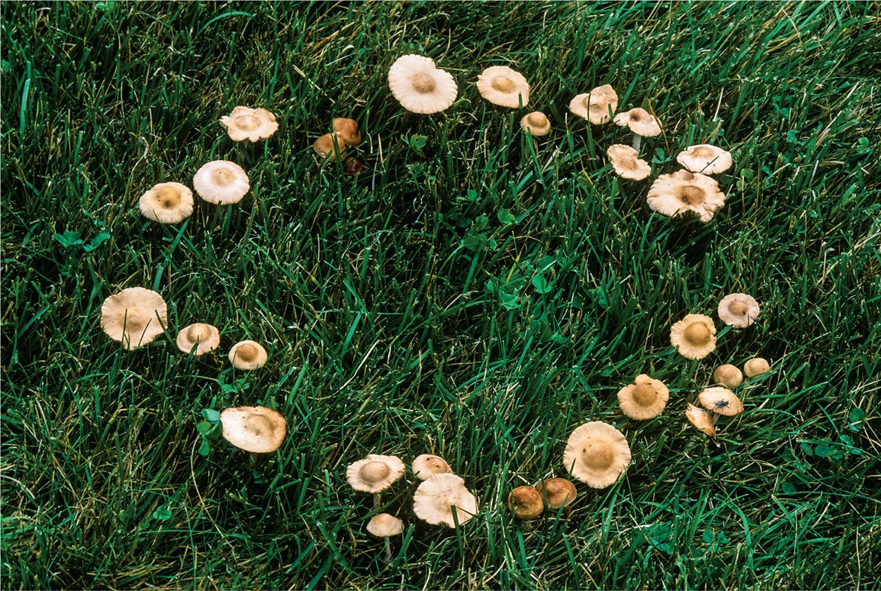 <p>Which fungi is this?</p>