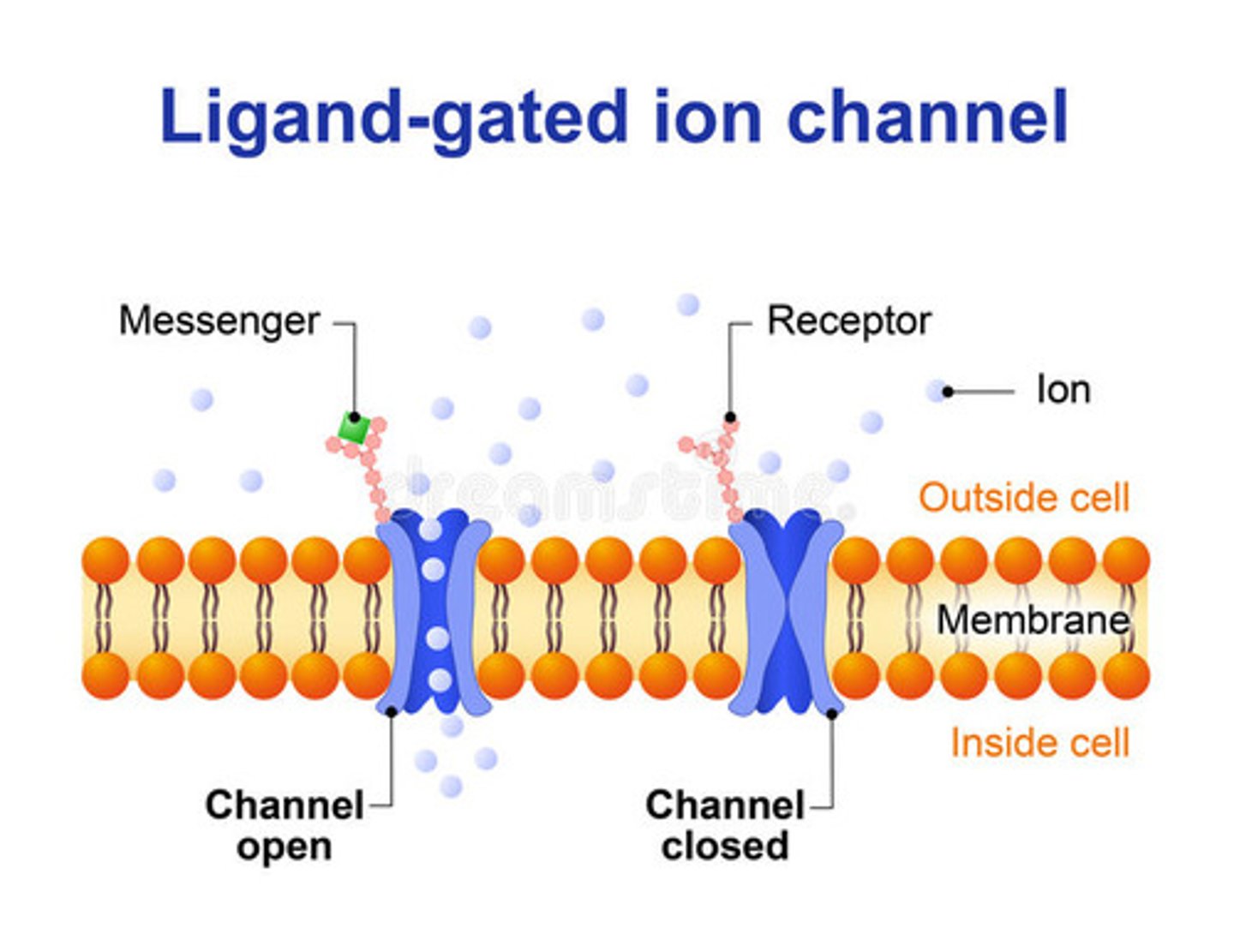 <p>(A) Ligand-gated Ion Channels</p><p>Ion Channel Linked Receptors are also known as Ligand-gated Ion Channels.</p>