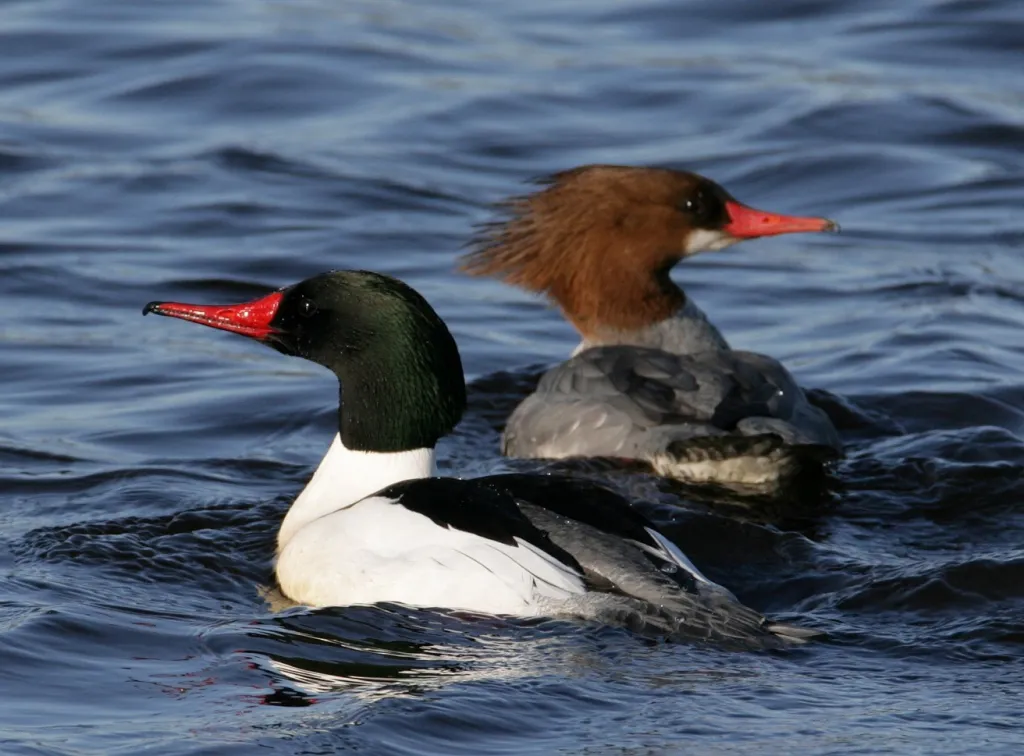 <p>large duck, sleek body with thin red bill</p><p>breeding males have dark green head and mostly white body with peachy blush on underparts</p><p>females and immature males have rusty brown head and gray bodies with clearly demarcated white throat</p><p>feed on fish by diving in rivers, lakes, ponds</p>