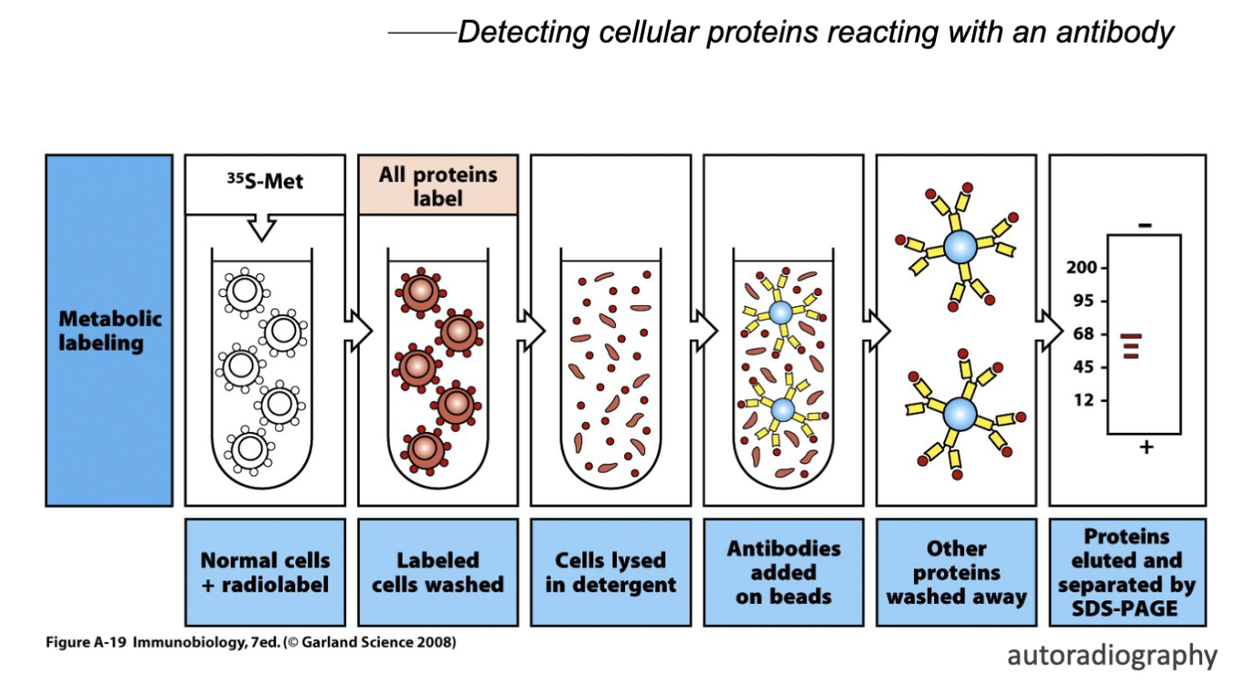 <p>visualize protein</p><p>detecting cellular proteins reading with an antibody </p>