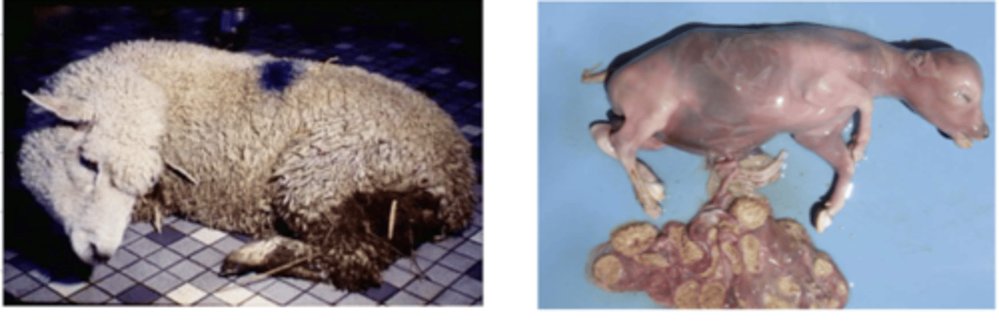 <p>this animal has been circling around, cant move its neck, and is acting very confused. it also just had an abortion. what bacteria can we add to our list of differential diagnosis?</p>