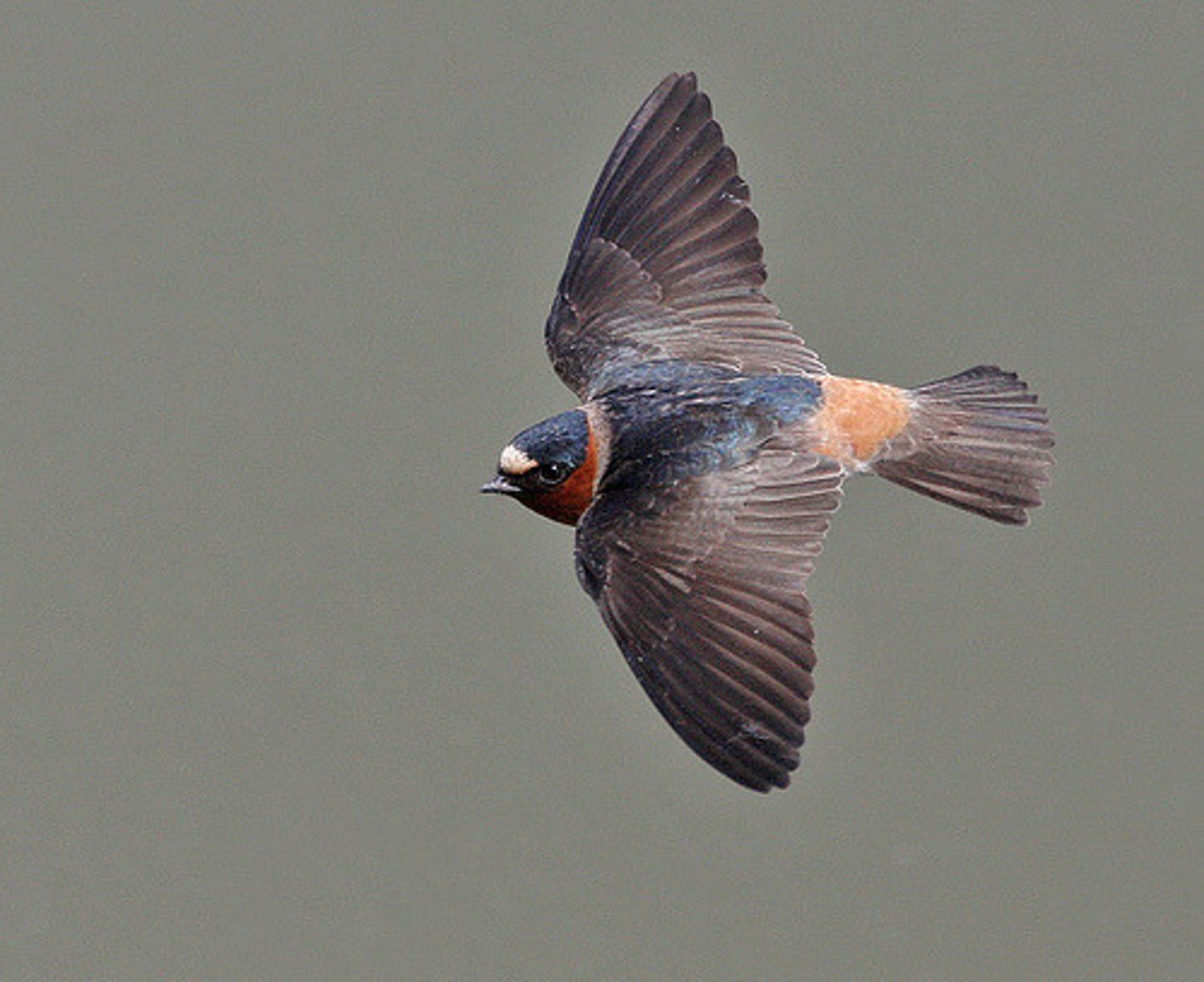 <p>Generalist, avoiding heavy forest, desert, and high elevation areas</p><p class="p1">Requires vertical surfaces for nest attachment, like cliffs or buildings</p>