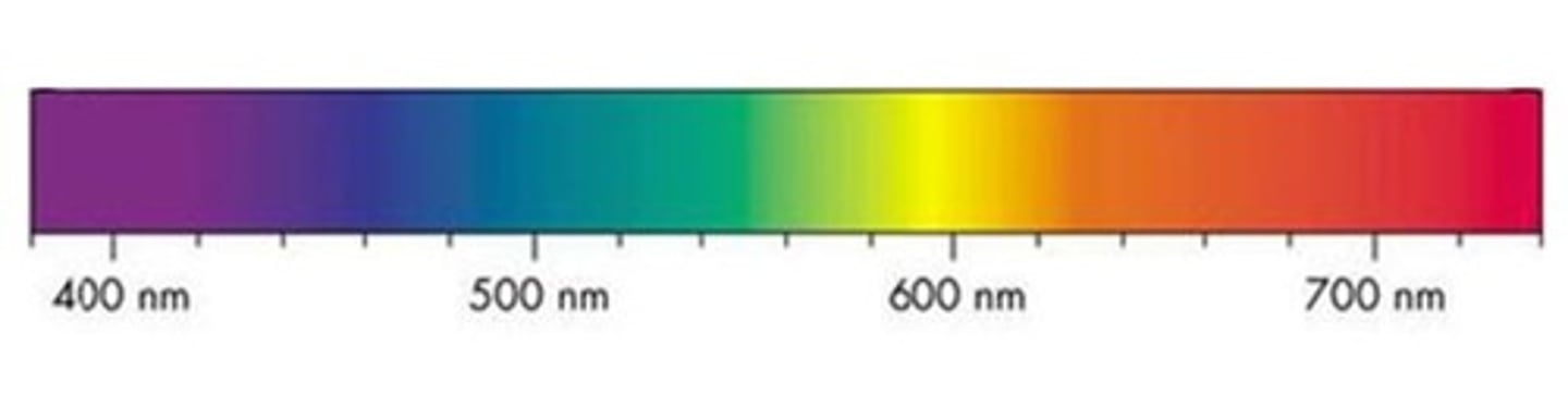 <p>RAINBOW (so like tom)</p>