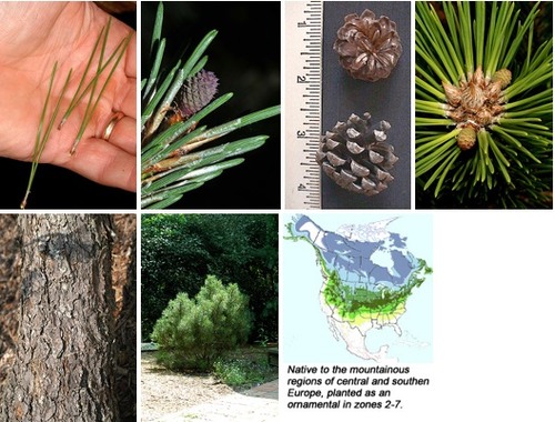 Blade: stout, dark green needles 1-2" in length with finely toothed margins, grows as a shrub
Bark: grayish-brown with irregular plates