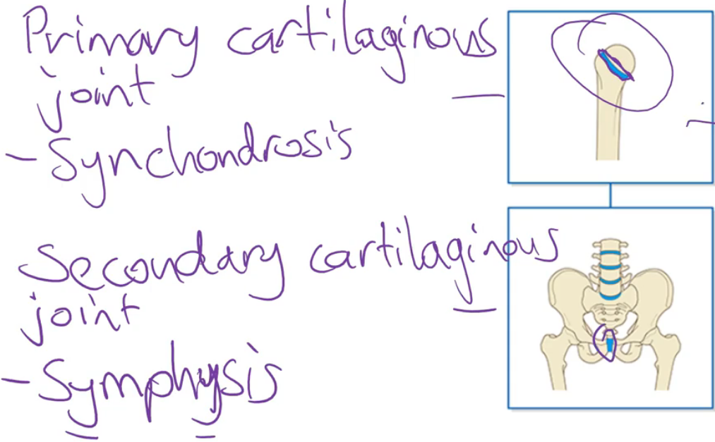 <ul><li><p>Lack a joint cavity. Consists of bones (or parts of bones) that are united by a cartilage plate. There are two subtypes of cartilaginous joints:</p><ul><li><p><strong>Primary cartilaginous joints</strong> (also called synchondrosis joints)</p></li><li><p><strong>Secondary cartilaginous joints</strong> (also called symphysis joints)</p></li></ul></li></ul><p></p>