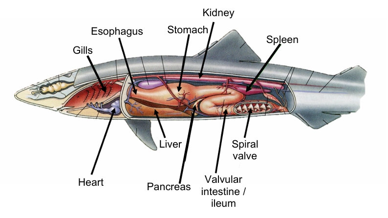 <p>slows passage of food through the intestines; increases SA for digestion and absorption of nutrients</p>