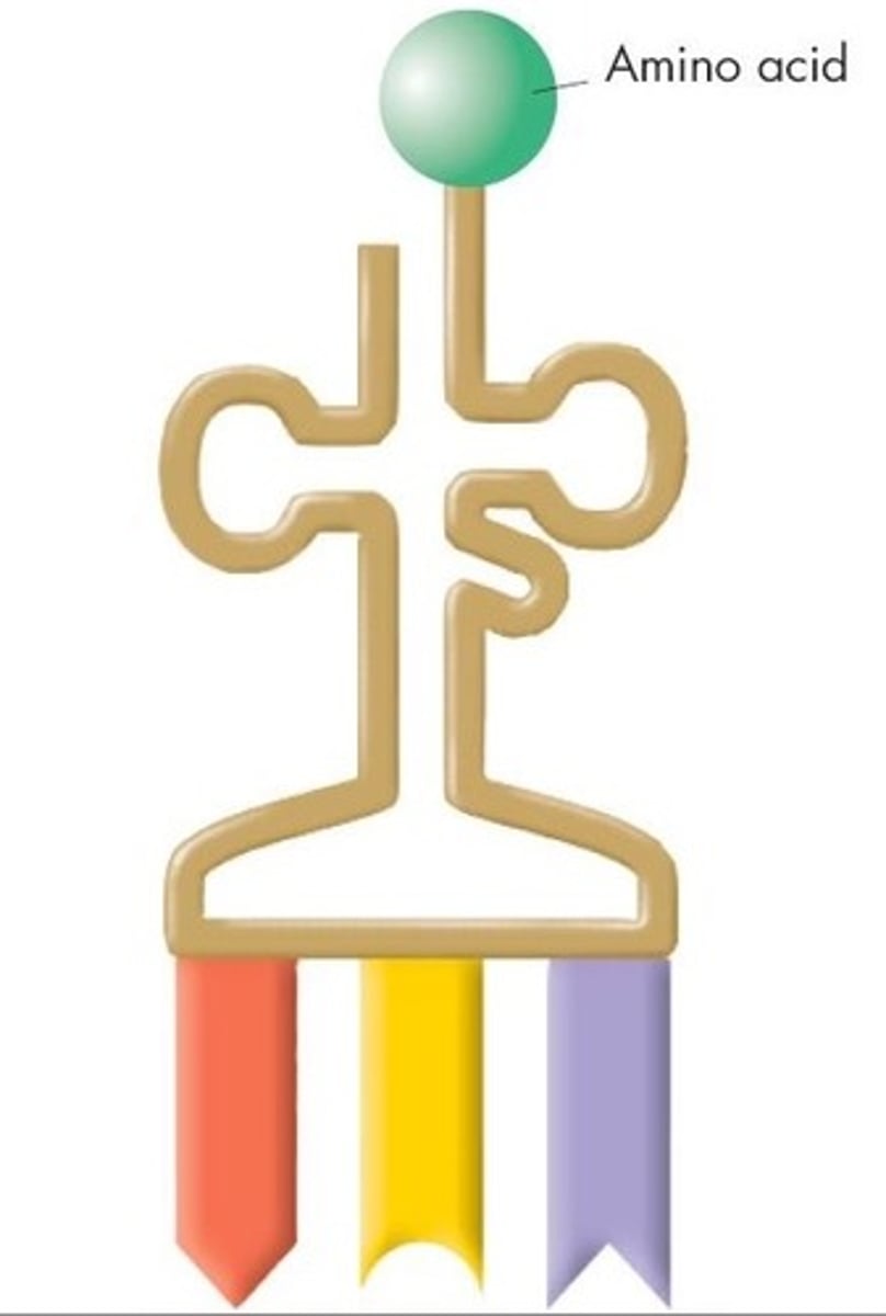 <p>A type of RNA that transfers amino acids to ribosomes during protein synthesis; contains a set of three nucleotides called an anticodon that complementary base pairs to the codon found on mRNA</p>