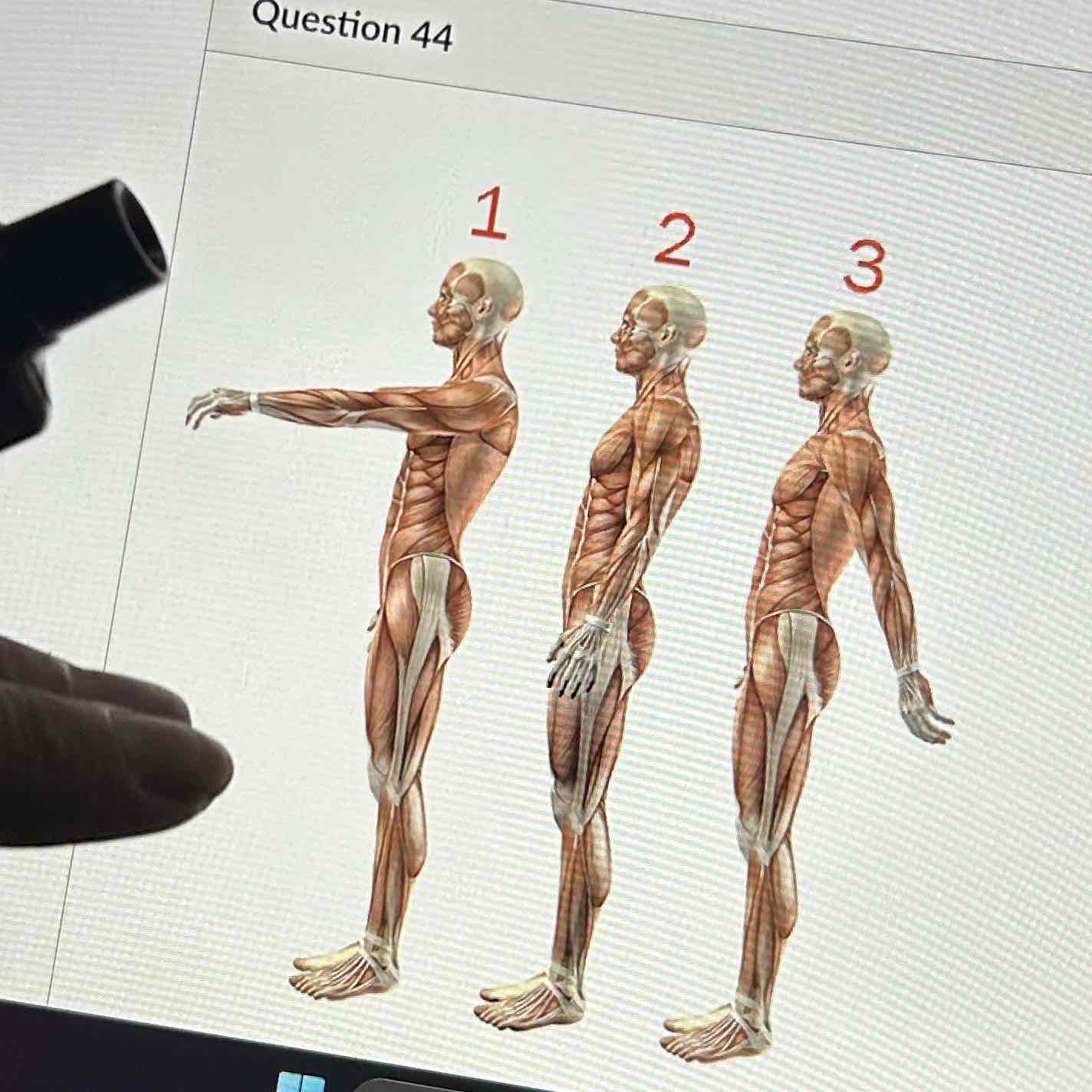 <p>The type of shoulder joint movement at 1 is </p>