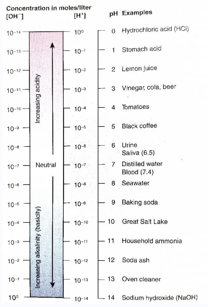 <p><span><span>• A means of referring to the H+ concentration in a solution</span><span><br></span><span>• Pure water defined as neutral (pH 7) – Equal concentrations of H+ and OH-</span><span><br></span><span>• Change of 1 pH unit represents a 10-fold change in the H+ concentration</span></span></p>