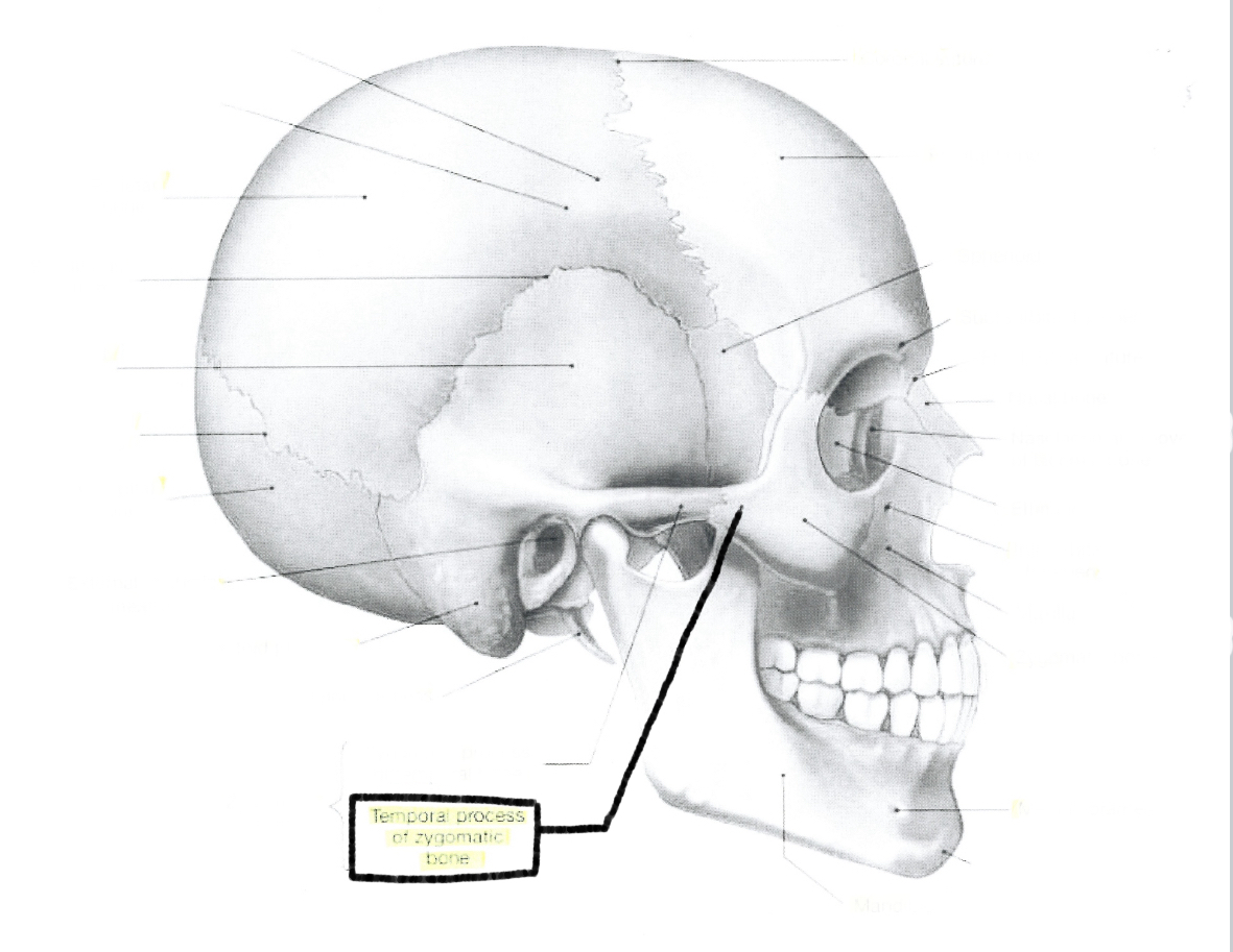 <p>Temporal process of zygomatic zone</p>
