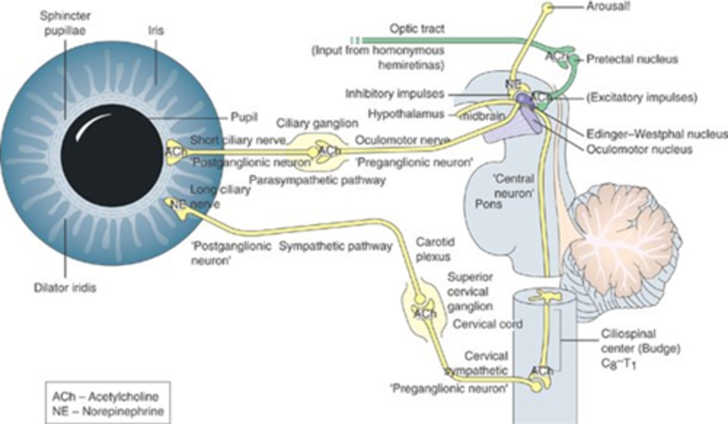 <p>E-W nucleus parasymp fibers = oculomotor nerve = ciliary ganglion = short ciliary nerve = iris sphincter</p>