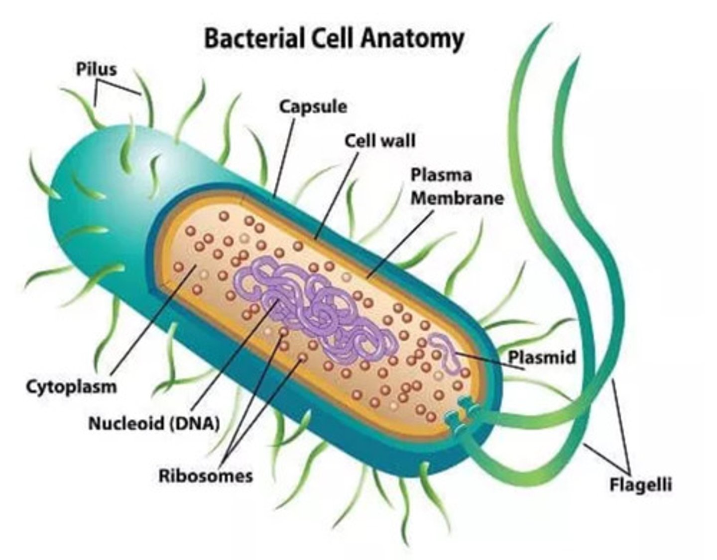 <p>Nucleoid</p><p>Plasmid</p><p>Cell wall</p><p>Flagella</p><p>Capsule</p><p>Fimbriae &amp; Pili</p><p>Ribosomes</p><p>Slime &amp; capsules</p><p>Can be stained w/ a gram stain: gram positive- bacteria have a thicker peptoglycan wall, purple; gram negative- bacteria contain less peptoglycan &amp; don't retain dye, pink</p>