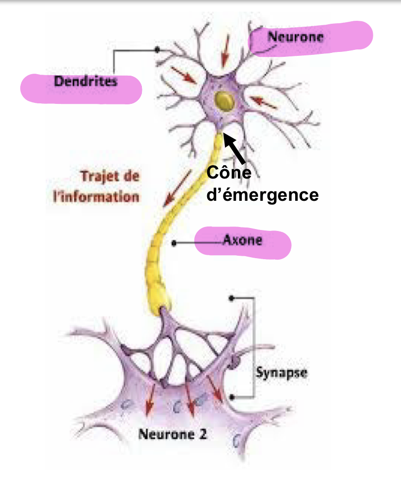 <p>-un corps cellulaire: péricaryon</p><p>-des prolongements</p><ul><li><p>1axone unique: de longueur variable (parfois très long++) = conduit l’influx vers une cible</p></li><li><p>des dendrites en nb variable, mais multiples et courts</p></li></ul><p></p>