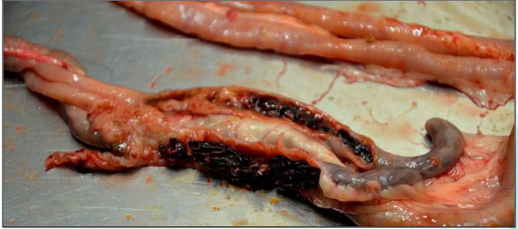 <p>A client who raises laying hens on straw bedding sends you this photograph of the caeca of a bird that was found dead.</p><p>Which parasite is likely to have caused this?</p>