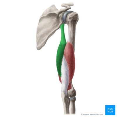 infraglenoid tubercle of scapula
