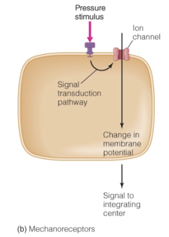 <ul><li><p>Often baroreceptors - change in pressure</p><ul><li><p>Skin, kidneys, vagus nerve, ears</p></li></ul></li><li><p>Instead of a ligand, a touch opens ion channel</p></li><li><p>Leads to generator potential</p></li><li><p>Sends message to integrating center</p></li><li><p>Response</p></li></ul><p></p>