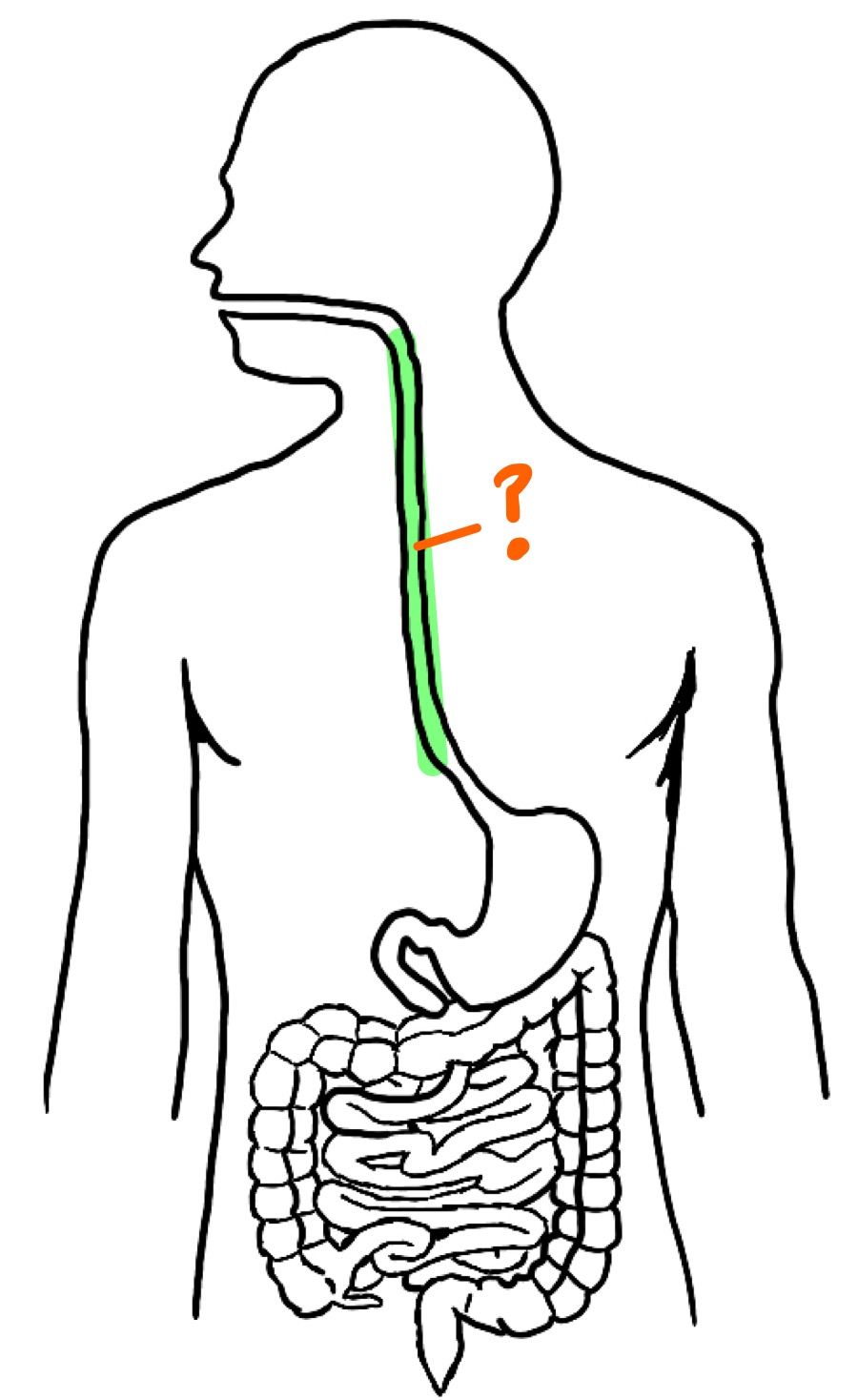 knowt flashcard image