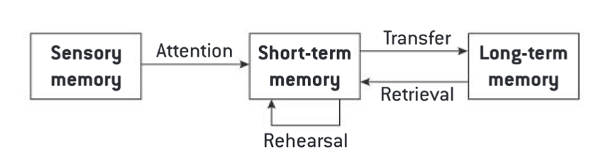 <p>The key aspects are:</p><ul><li><p>Information flows sequentially from sensory to short-term to long-term</p></li><li><p>Short-term is limited capacity, long-term is unlimited</p></li><li><p>Rehearsal is required to transfer from short to long-term memory</p></li></ul>