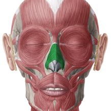 muscle of facial expression
