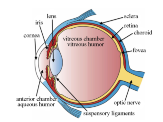 <p>The <strong>opening in the eye</strong> that <strong>lets light in</strong>. It changes size depending on light.</p><p></p>