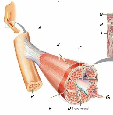 <p>What is A pointing to?</p>