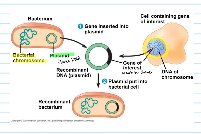 <p>plasmids</p>