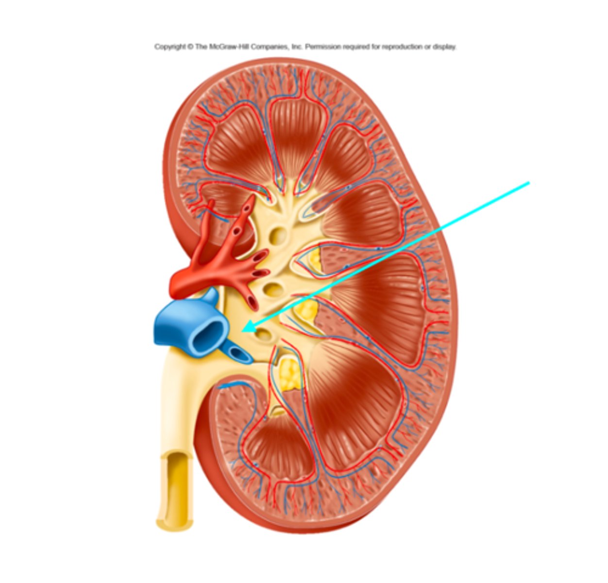 <p>What structure of the kidneys is the blue arrow pointing at?</p>