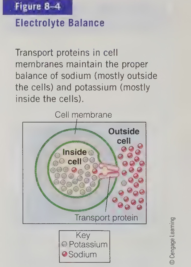 <ul><li><p>Maintenance of the appropriate kinds and amounts of fluids and mineral in each compartment of the body.</p></li></ul><p></p>